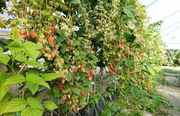 odmiana maliny Husaria