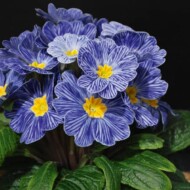 Primula vulgaris Zebra Blue_fot. RudyRaes