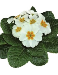 Primula Primus White Improved_fot-RudyRaes
