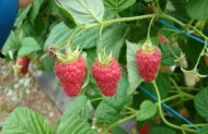 odmiana maliny ‘Radziejowa’