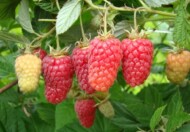 odmiana maliny ’Sokolica’
