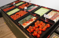 Odmiany pomidorów marki Rugose Defence ( o wysokiej odporności na ToBRFV) z oferty firmy Rijk Zwaan