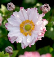 Anemone x hybrida Garden Breeze Pink Touch - nowość hodowli Vitroflory