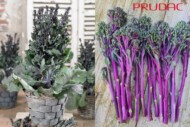 Broccoli Purplelicious F1_PRUDAC