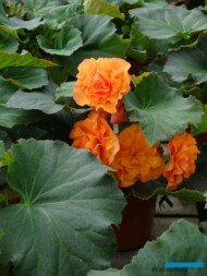 Begonia Solenia Apricot_Ogrod Niemczewskich_04-2023_fot. A-Cecot