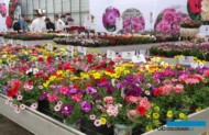 FlowerTrials_fot. A-Cecot