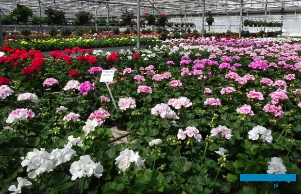 Rośliny balkonowo-rabatowe, w tym pelargonie, to produkty generujące największe w roku obroty gospodarstwa państwa Niemczewskich, które prowadzi własne centrum ogrodnicze (fot. A. Cecot)