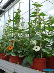 Thunbergia - odmiany z gr. Sunny Susy _Ogrod Niemczewskich_04-2023_fot. A-Cecot