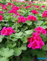 Pelargonium_Calliope_L-LavenderSplash_Ogrod Niemczewskich_04-2023_fot. A-Cecot