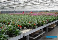 Niecierpek nowogwinejski_Ogrod Niemczewskich_04-2023_fot. A-Cecot