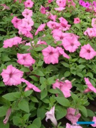 Petunia_Supertunia Vista Bubblegum_Ogrod Niemczewskich_04-2023__fot. A-Cecot