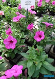Petunia_Potunia Pinkalicious_Ogrod Niemczewskich_04-2023__fot. A-Cecot