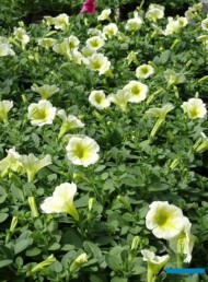 Petunia_Potunia Yellow_Ogrod Niemczewskich_04-2023__fot. A-Cecot