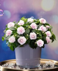 Impatiens GlimmerAppleblossom_BallFloraPlant_FLORENSIS