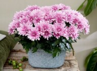 chrysanthemum Dynamic Pink_FLORITEC