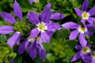 Scaevola Stardiva Star Lavender_MNP Suntory