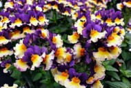 Nemesia Honey Bicolor Orange Flame_Breier_Cohen