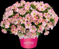 Petunia Amore Princess_fot. Danziger