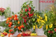 Peppers from Heaven F1 Series_PRUDAC