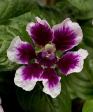 Cuphea procumbens Sweet Talk Lavender Splash_PanAmerican Seed_