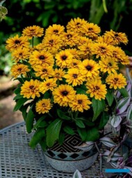 Rudbeckia Littlebeckia Ballerina_ABCultivars_VITROFLORA