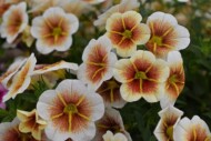 Calibrachoa Calitastic Cappuccino_WESTHOFF