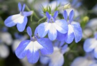 Lobelia HotpoT Light Blue_WESTHOFF