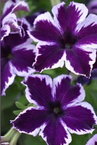 Petunia Crazytunia Cosmic Violet_WESTHOFF_FlowerTrials 2023