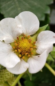 uszkodzenia na kwiatach