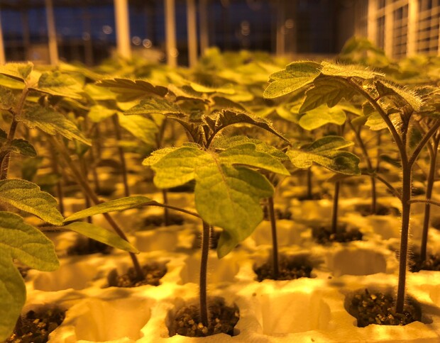 Mocne rośliny podkładki pomidora