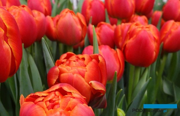 Tulipan Icoon_fot. A-Cecot