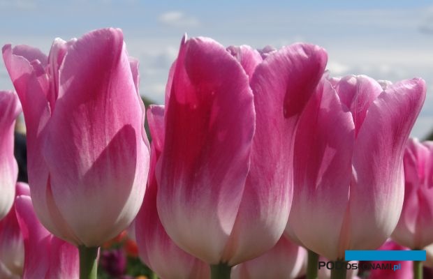 Tulipan_Dynasty_fot. A Cecot