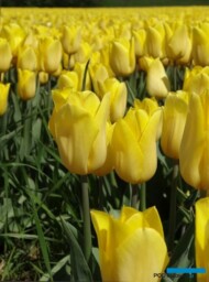 Tulipan_Strong Gold_fot. A Cecot