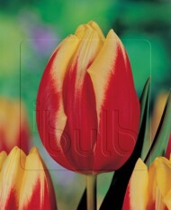 Tulipan_Jan Seignette_fot. iBulb