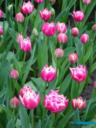 Tulipan 'Columbus' - odmiana z grupy Pełne wczesne_fot-A-Cecot