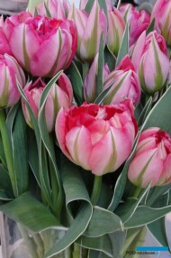 Tulipan_Flash Point_fot-A-Cecot