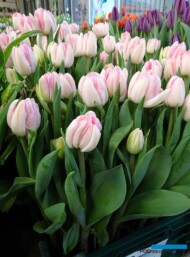 Tulipan_Foxtrot_fot. A-Cecot
