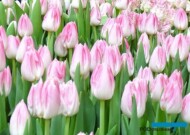 Tulipan_First Class_fot-A-Cecot