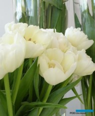 Tulipan_Avant Garde_fot.-A-Cecot
