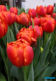 Tulipan 'Icoon' - odmiana z grupy Pełne późne_fot.-A-Cecot