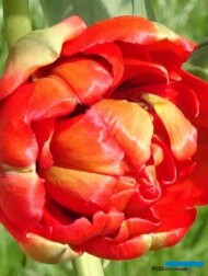 Tulipan_Miranda_fot.-A-Cecot