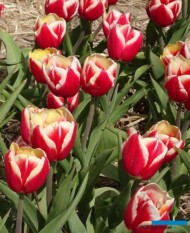 Tulipan_Leen van der Mark_fot-A-Cecot