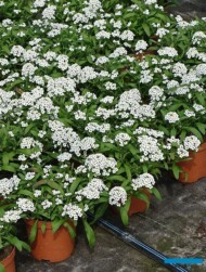 Lobularia ×hybrida w uprawie w szklarni_gospodarstwo W-Szała_Poznan_fot. A-Cecot