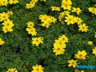 Uczep rózgowaty (Bidens ferulifolia) w uprawie w szklarni_gospodarstwo W-Szała_Poznan_fot. A-Cecot