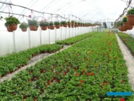 Jeden z tuneli wolnostojących w gospodarstwie Wojciecha Szały_sezon balkonowo-rabatowy_poczatek maja_m_fot. A-Cecot