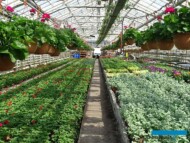 Szklarnia w gospodarstwie Wojciecha Szały_sezon balkonowo-rabatowy_poczatek maja_m_fot. A-Cecot