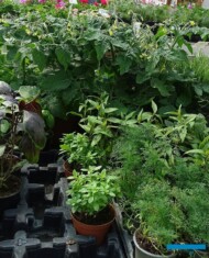 Kącik z warzywami (i ziołami) w centrum ogrodowym Szała 127 w Poznaniu Szczepankowie_początek maja 2023_fot. A-Cecot