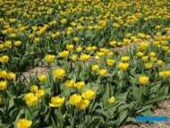 Tulipan Crystal Star_MiedzynarodoweTargiTulipanow 2023_Chrzypsko Wielkie-fot_A-Cecot
