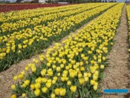 Tulipan_Strong Gold z grupy Triumph_MiedzynarodoweTargiTulipanow 2023_Chrzypsko Wielkie-fot_A-Cecot