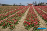 Tulipan_Van Eijk' z grupy Mieszańców Darwina_MiedzynarodoweTargiTulipanow 2023_Chrzypsko Wielkie-fot_A-Cecot
